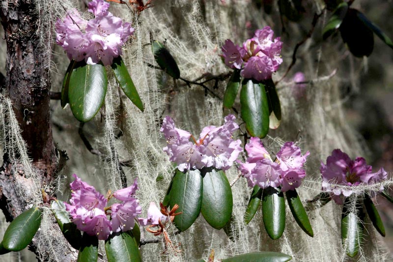 Merak Sakteng Trekking Tour
