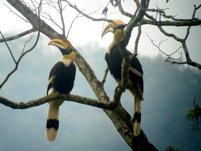 Bhutan Bird Watching Tour