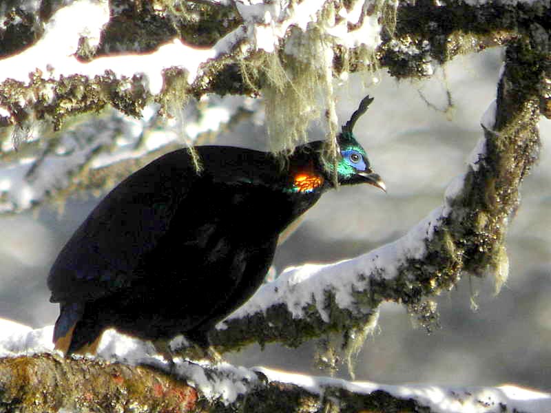 Bhutan Bird Watching Tour