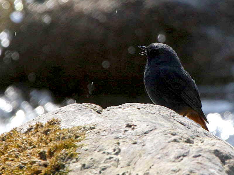 Bhutan Bird Watching Tour