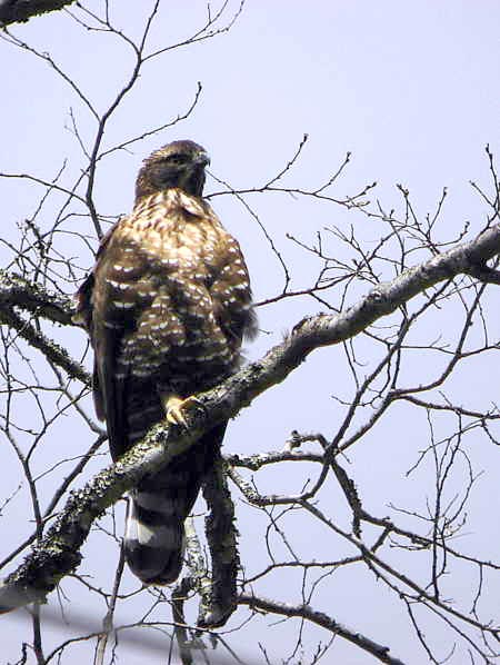 Bhutan Bird Watching Tour
