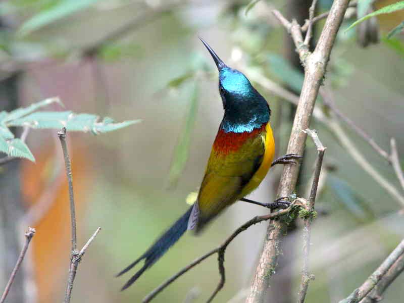 Bhutan Bird Watching Tour
