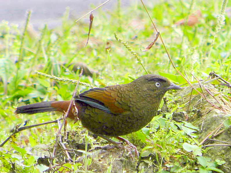Bhutan Bird Watching Tour