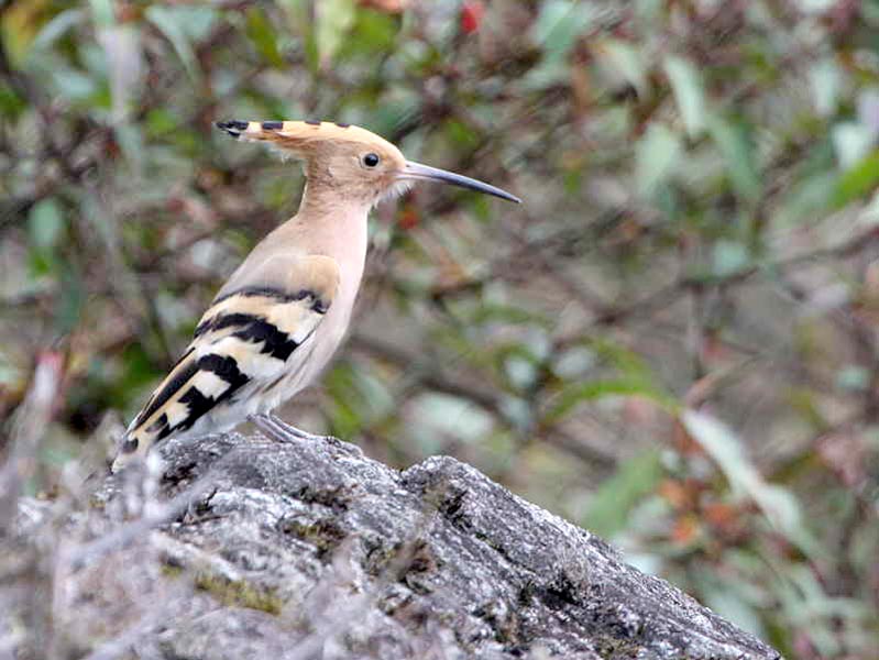 Bhutan Bird Watching Tour