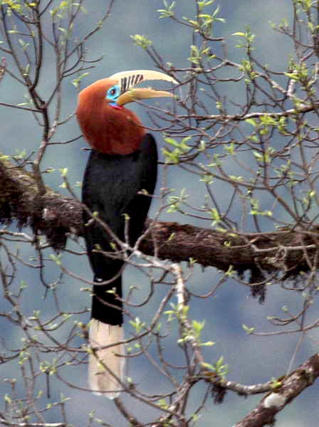 Bhutan Bird Watching Tour