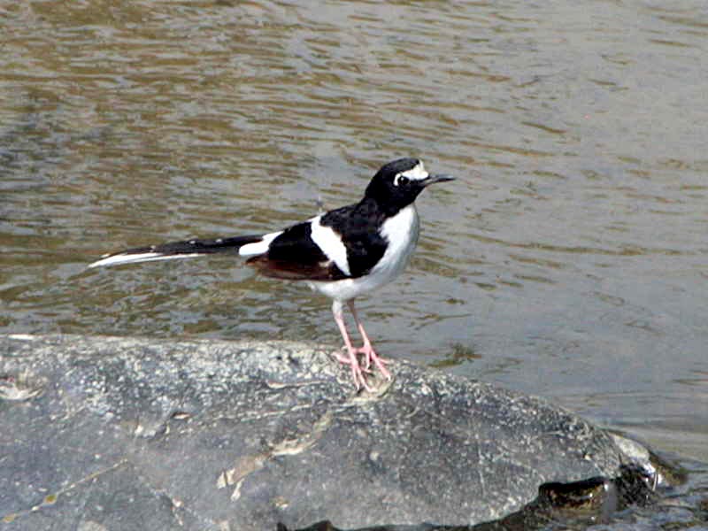 Bhutan Bird Watching Tour