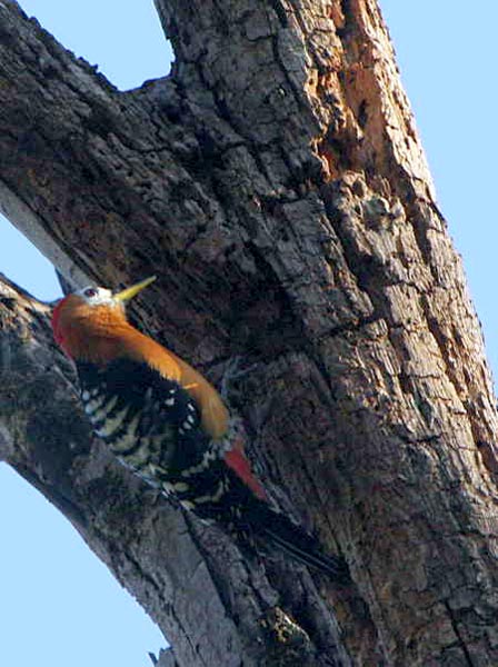 Bhutan Gomphu - Manas - Norbugang Eco Trail