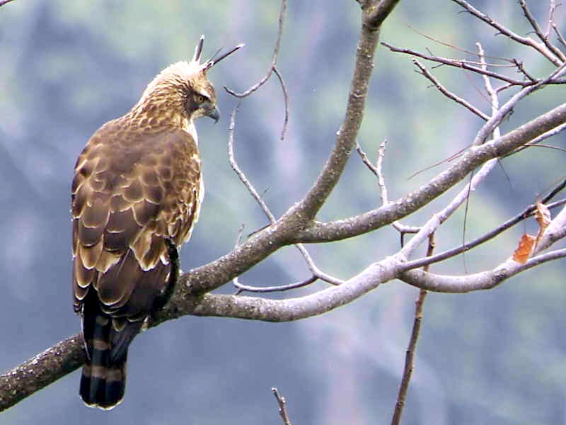 Bhutan Gomphu - Manas - Norbugang Eco Trail