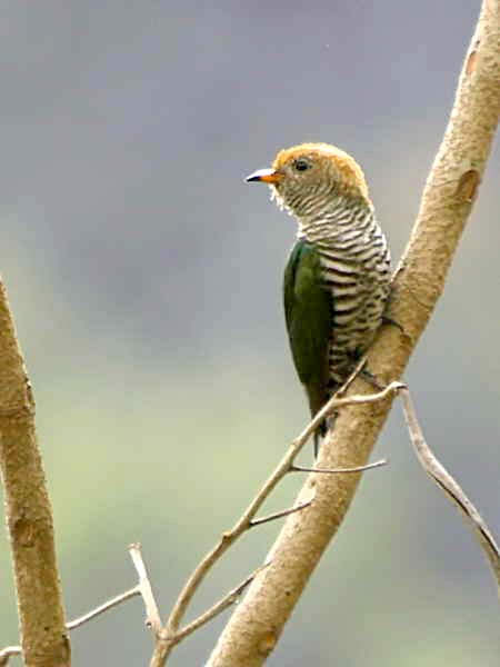 Bhutan Gomphu - Manas - Norbugang Eco Trail