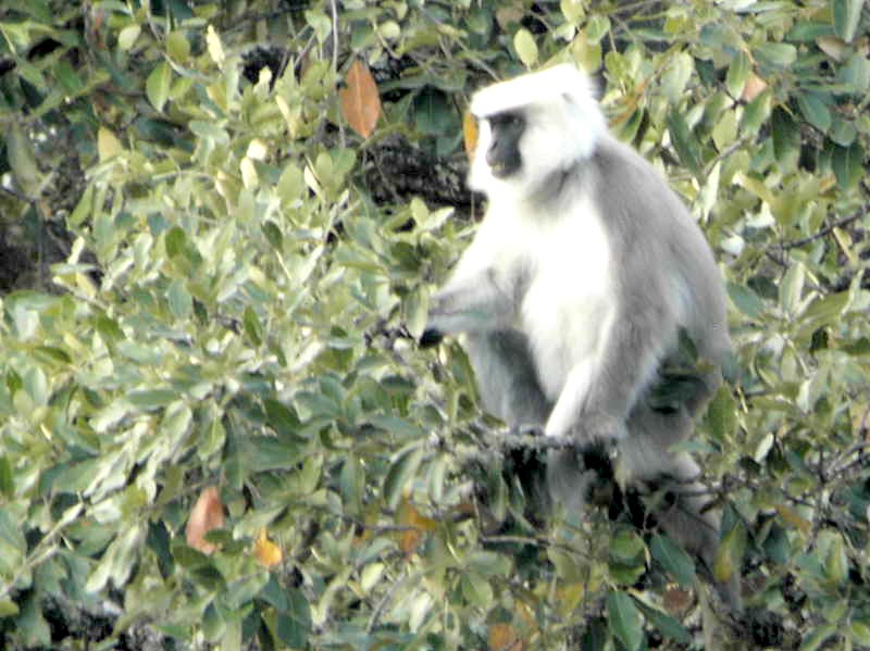 Bhutan Gomphu - Manas - Norbugang Eco Trail