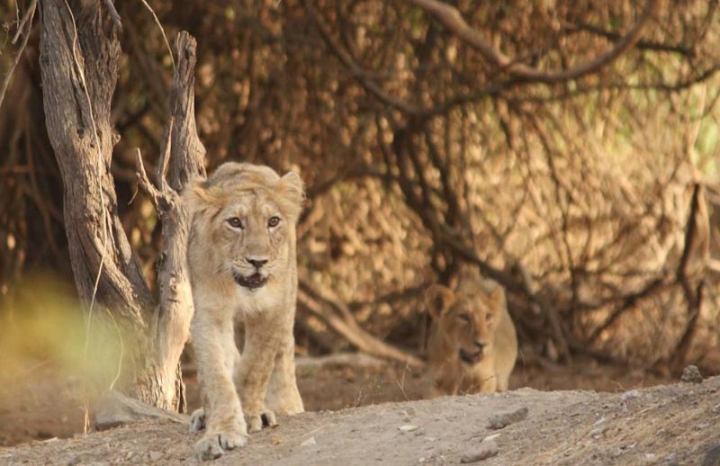 Short Escape To Gir Package