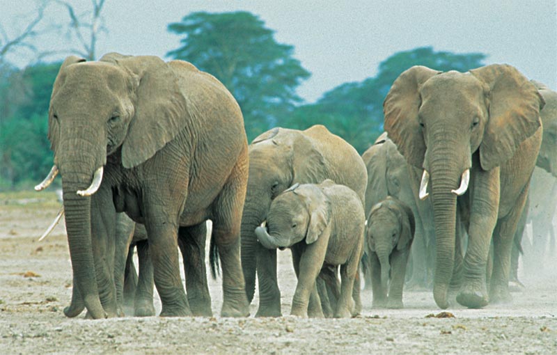 Best Of East Africa Package