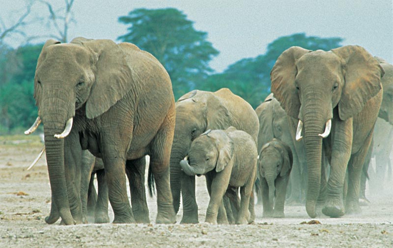 Honeymooners Tour in Ethiopian Rift Valley