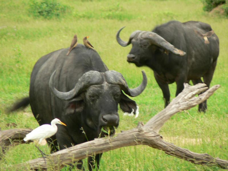 Best of Tanzania Tour