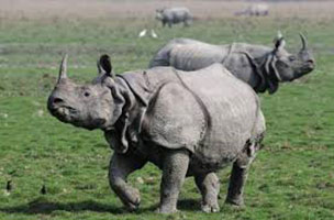 Wild Kaziranga Tour