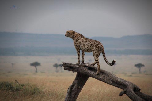 3-Day Masai Mara Offer Tour