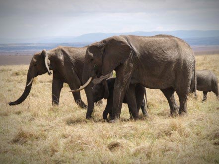 5 Days Masai Mara, Lake Nakuru, Lake Naivasha And Hells Gate National Parks Amazing Safari Tour