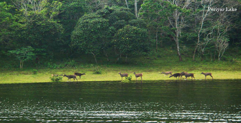 Best Group Tour Package of Thekkady with Alleppey Backwater Kerala