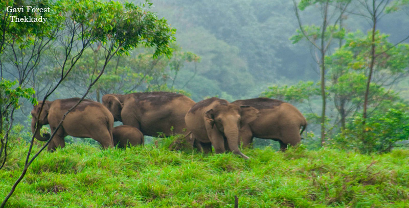 Best Group Tour Package of Thekkady with Alleppey Backwater Kerala
