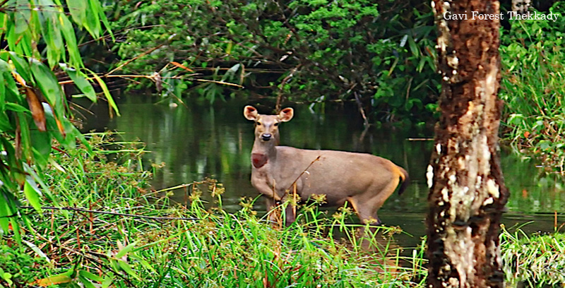 Best Group Tour Package of Thekkady with Alleppey Backwater Kerala