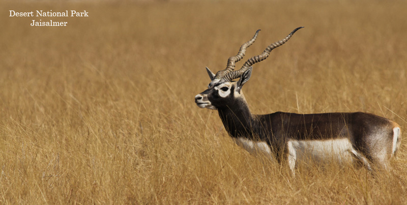 Adventures Of Sam Dunes Jaisalmer Tour Package With Sun City Jodhpur Rajasthan