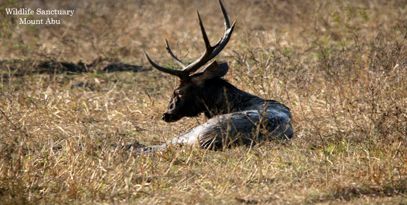 Holdiay Package Of Pink City Jaipur With Lake City Udaipur And Mount Abu Rajasthan