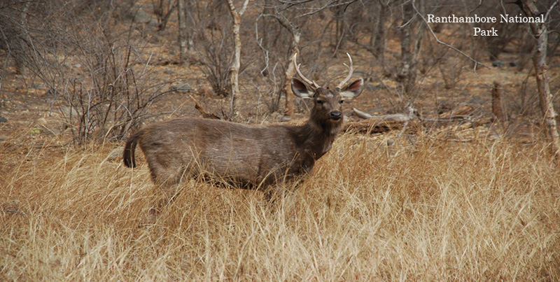 Pink City Jaipur Holiday Tour Package With Wildlife Trip Of Ranthambore