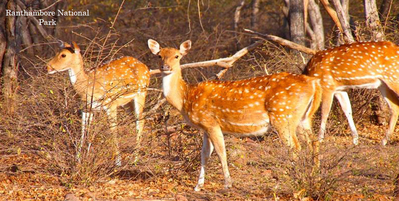 Pink City Jaipur Holiday Tour Package With Wildlife Trip Of Ranthambore