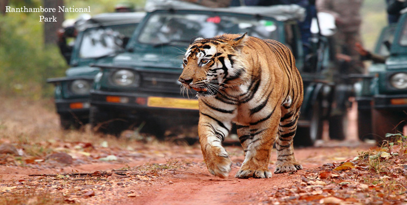 Pink City Jaipur Holiday Tour Package With Wildlife Trip Of Ranthambore