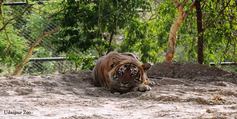 Magnificient Group Tour Package Of Lake City Udaipur Rajasthan