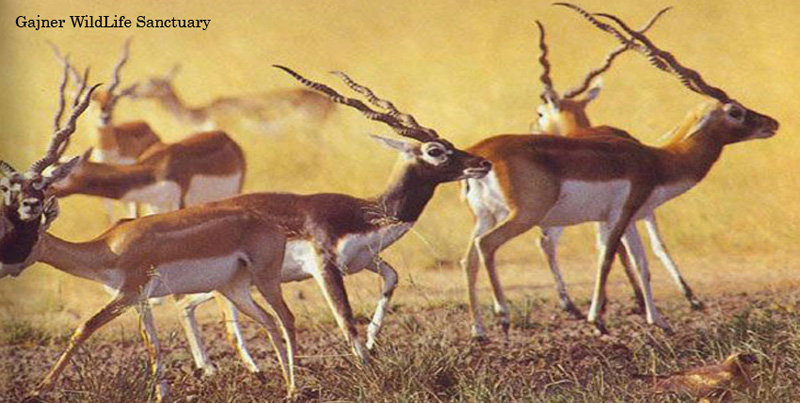 Wonderful Tour Package Of Pushkar Udaipur Mount Abu Jodhpur Jaisalmer And Bikaner Rajasthan