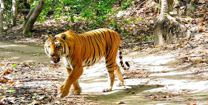 Best Package Of Flora & Fauna Of Jim-Corbett Couple