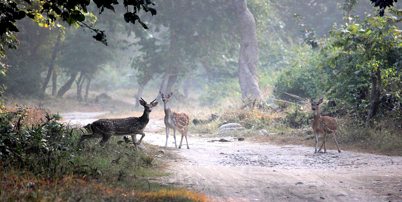 Best Package Of Flora & Fauna Of Jim-Corbett Couple