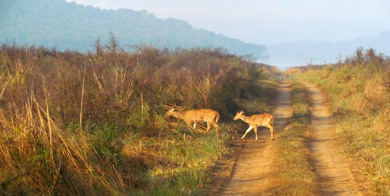 Best Package Of Flora & Fauna Of Jim-Corbett Couple
