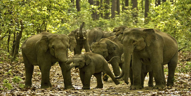 Best Package Of Flora & Fauna Of Jim-Corbett Couple