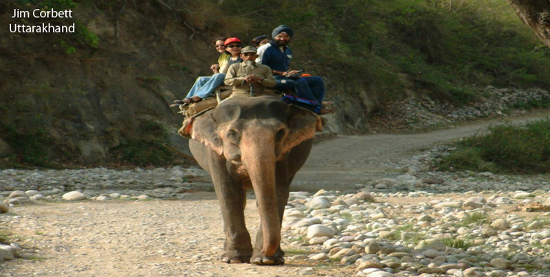 Best Package Of Flora & Fauna Of Jim-Corbett Couple