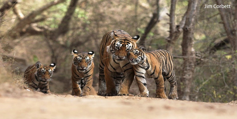 Budget Package Of Jim Corbett Uttarakhand