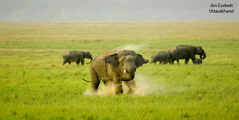 Budget Package Of Jim Corbett Uttarakhand