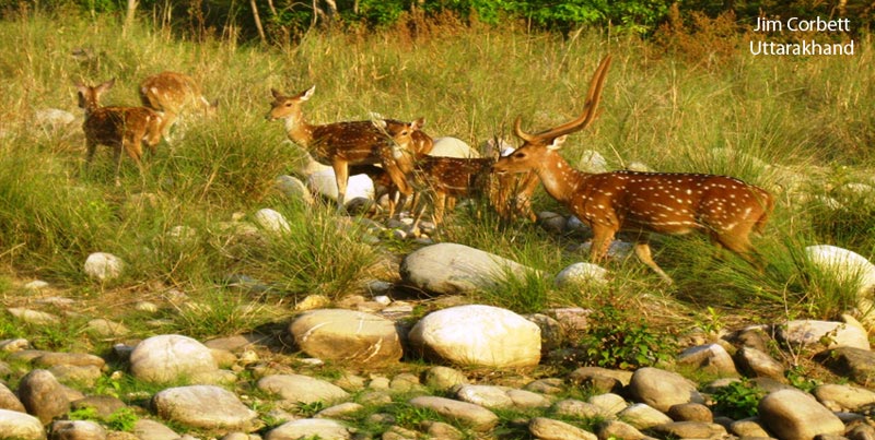 Budget Package Of Jim Corbett Uttarakhand
