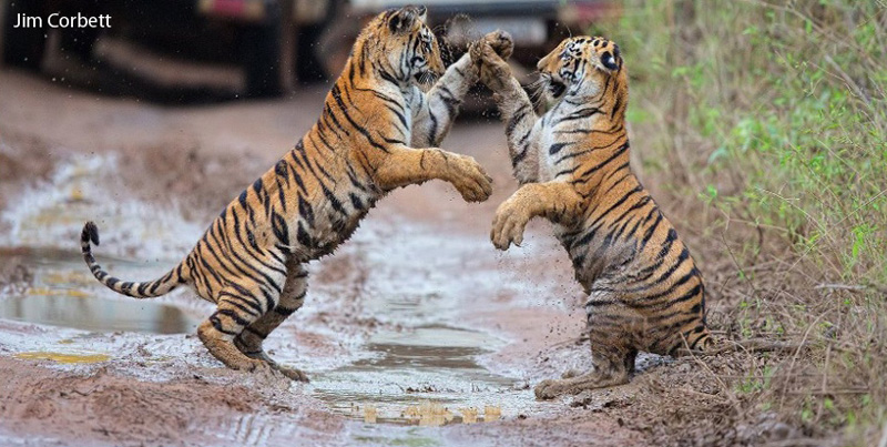 Budget Package Of Jim Corbett Uttarakhand