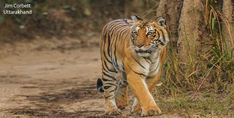 Budget Package Of Jim Corbett Uttarakhand