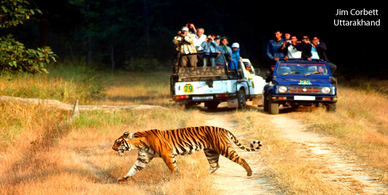 Budget Package Of Jim Corbett Uttarakhand