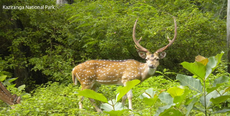 Deluxe Group Package Of North East For Shillong Cherrapunjee Kaziranga Guwahati