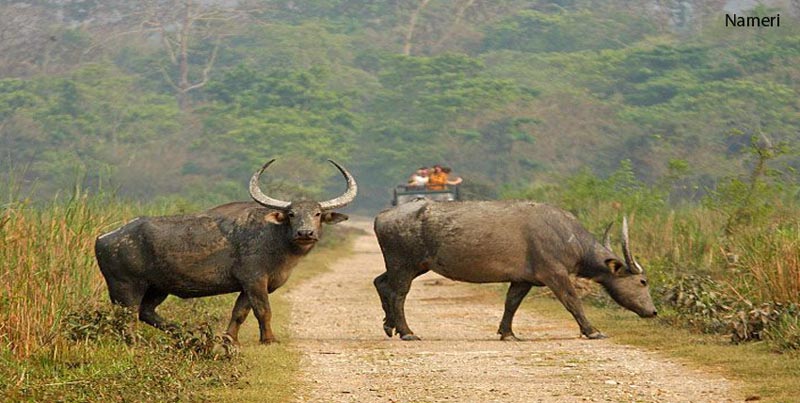 Best Group Package For Unexplored Wildlife Of Nameri Assam
