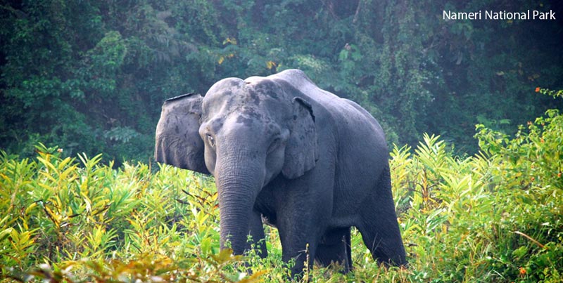 Group Package For Unexplored Wildlife Of Nameri Assam