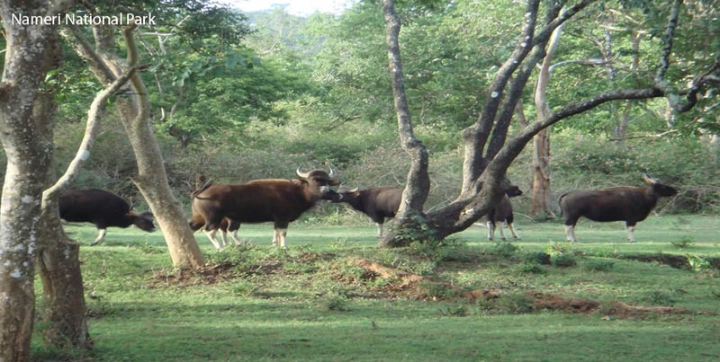 Deluxe Package For Unexplored Wildlife Of Nameri For Couple