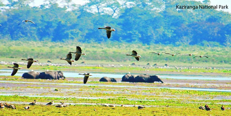 Budget Package Of Unexplored Wildlife Of Kaziranga National Park