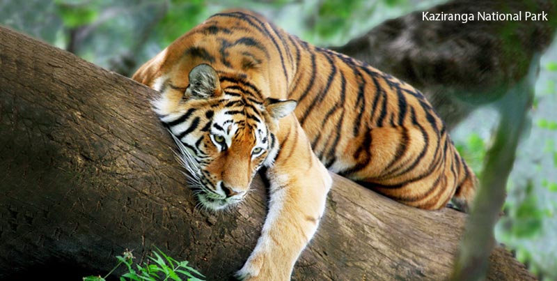 Budget Package Of Unexplored Wildlife Of Kaziranga National Park