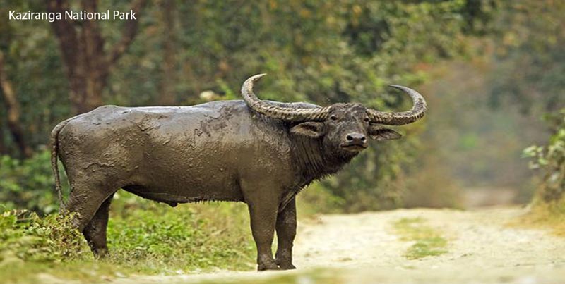 Budget Package Of Unexplored Wildlife Of Kaziranga National Park