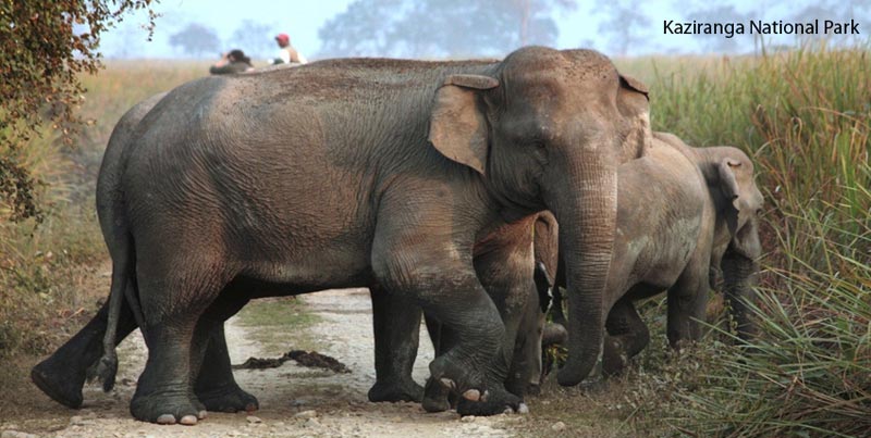 Wildlife Group Tour Package Of Kaziranga National Park From Guwahati